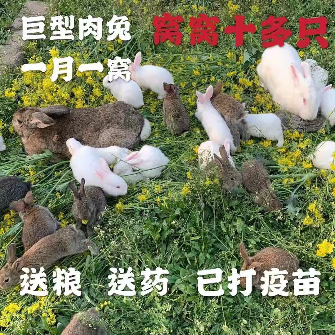 虹弦见兔子活物肉兔公母一对巨型小白兔活体宠物家兔幼崽肉兔子苗月月