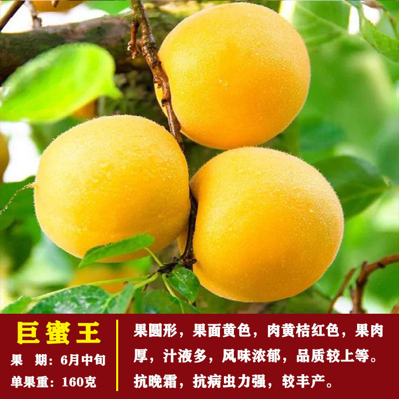 杏树苗新品种蜜香白杏子苗嫁接特大早熟杏子树苗杏树当年结果树苗 巨