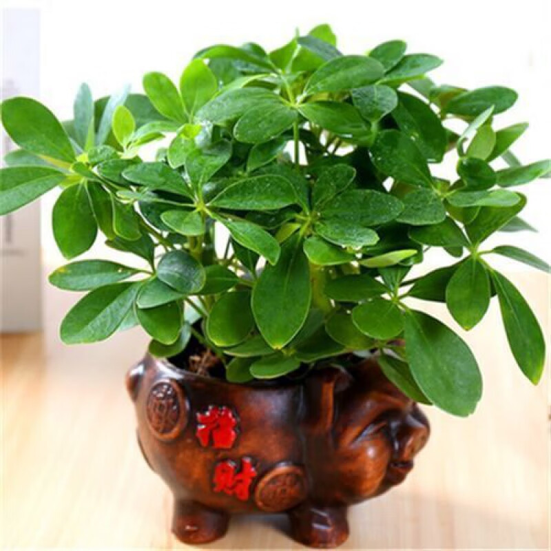 卉双属虎七叶草八方来财鸭掌木吸甲醛客厅室内旺财植物懒人四季植物