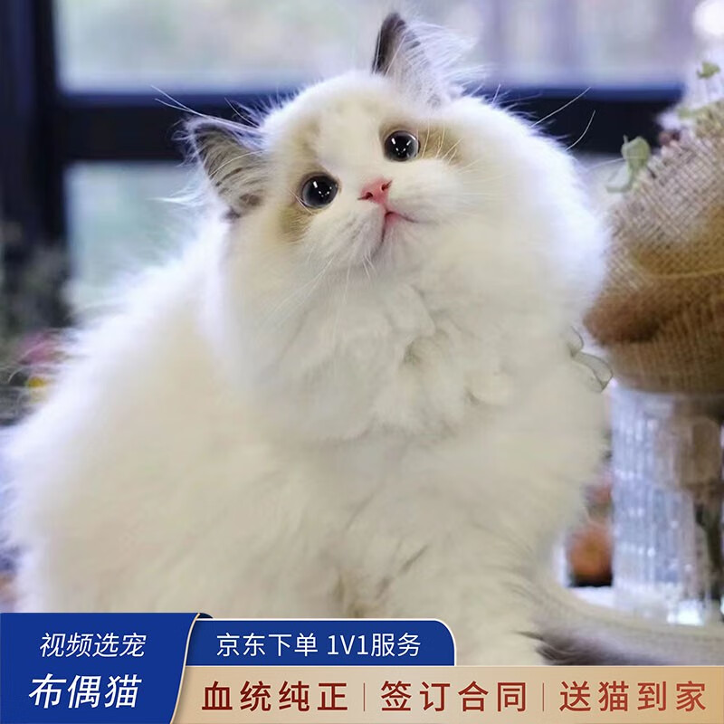 喵然心动【视频选宠】宠物猫咪活体金渐层英短布偶缅因德文辅助养猫 宠物级 【布偶猫】怎么样,好用不?