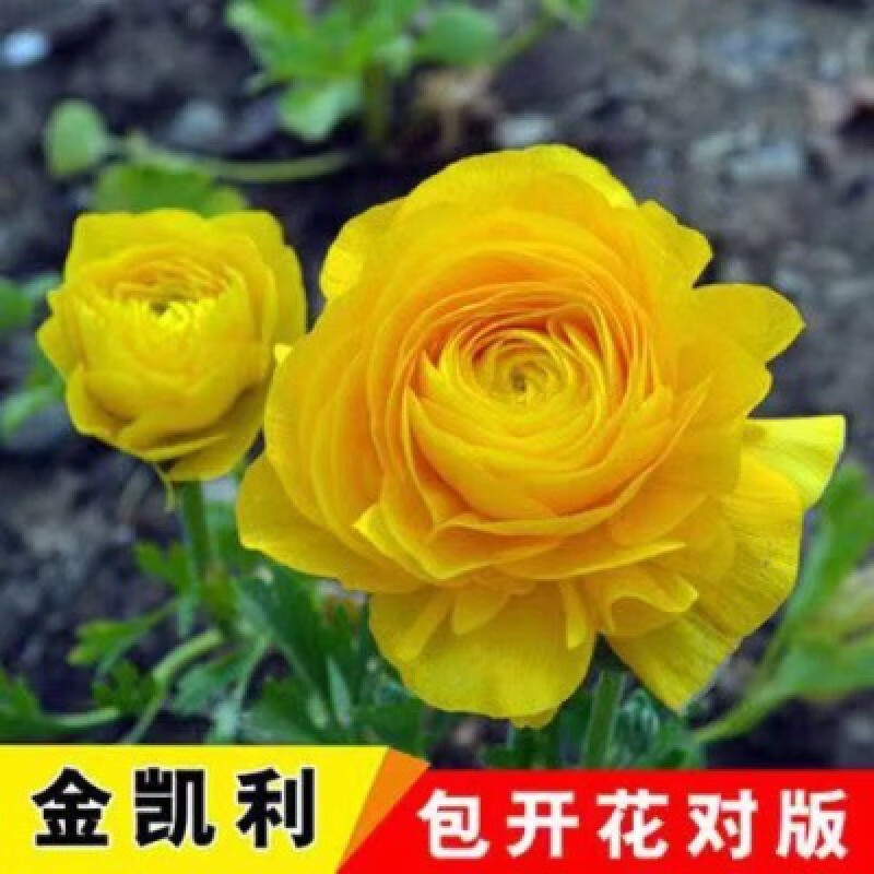 6棵玫瑰花苗树苗四季开花盆栽花卉观花植物室内月季特大花 金凯利 6棵