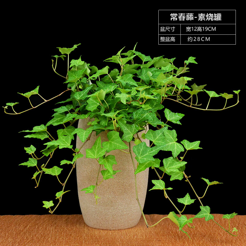 卉双常春藤盆栽万年青植物常青藤青叶吊兰常绿叶一帆风顺白掌室内绿植