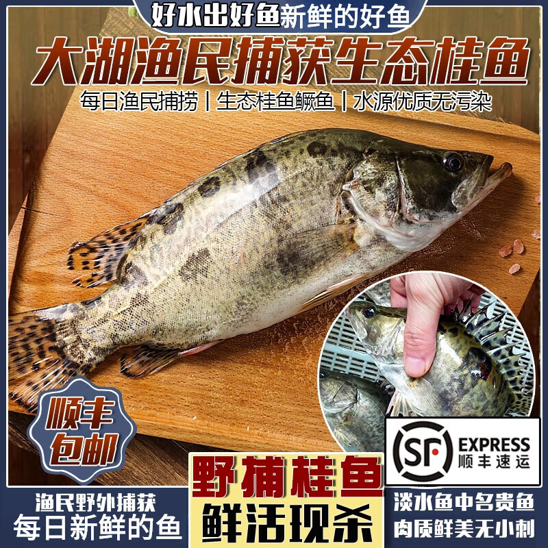 十里馋山东野捕桂鱼新鲜活鱼现杀生态鳜鱼季花桂花鱼鳌花鱼淡水鱼顺丰