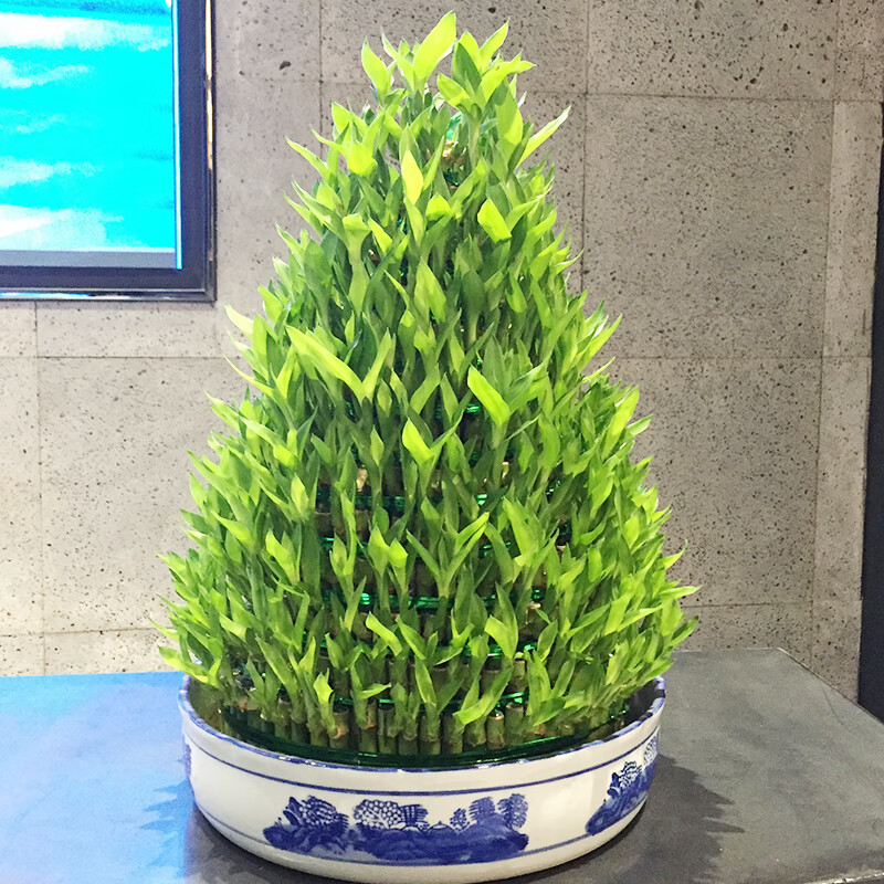 mivm富贵竹塔盆栽 节节高盆景室内植物绿植花卉好开张礼 小十三层含瓷