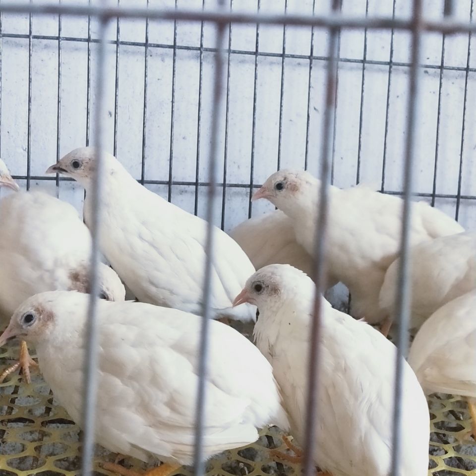 鸡苗】相关京东优惠商品排行榜(24) - 价格图片品牌优惠券- 虎窝购