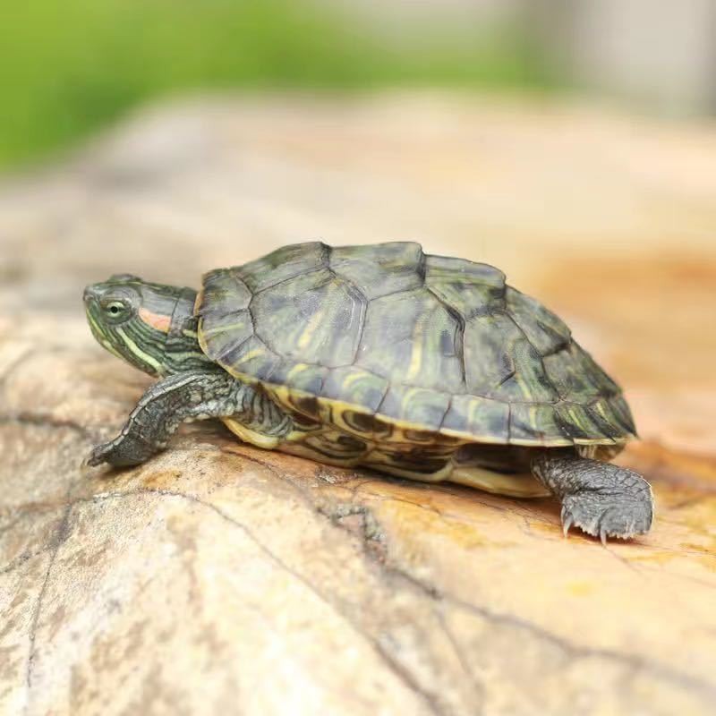 萌龟饲家宠物龟 巴西龟活物 宠物活体乌龟 半水龟小乌龟苗 观赏龟活体