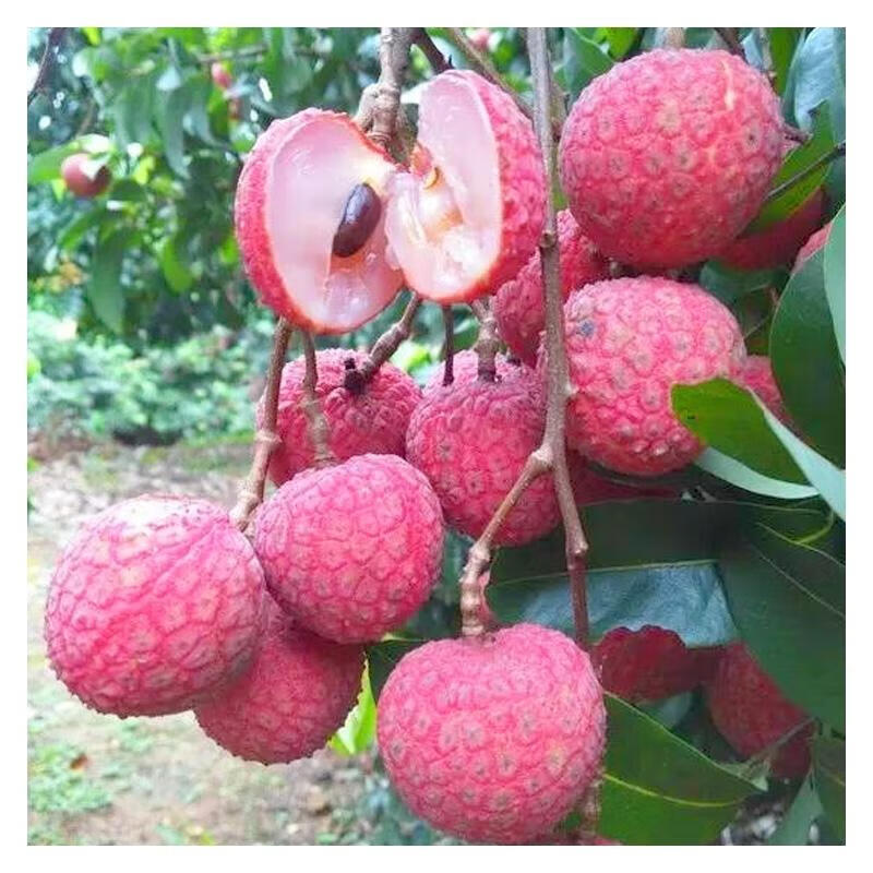 无核冰新品种仙进奉糯米糍挂绿三月红妃子笑荔枝苗 越州红2年苗带士