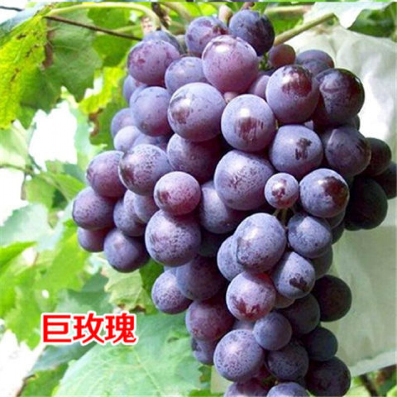 树苗蓝宝石葡萄苗葡萄南方北方种植盆栽地栽庭院爬藤当年结果 巨玫瑰