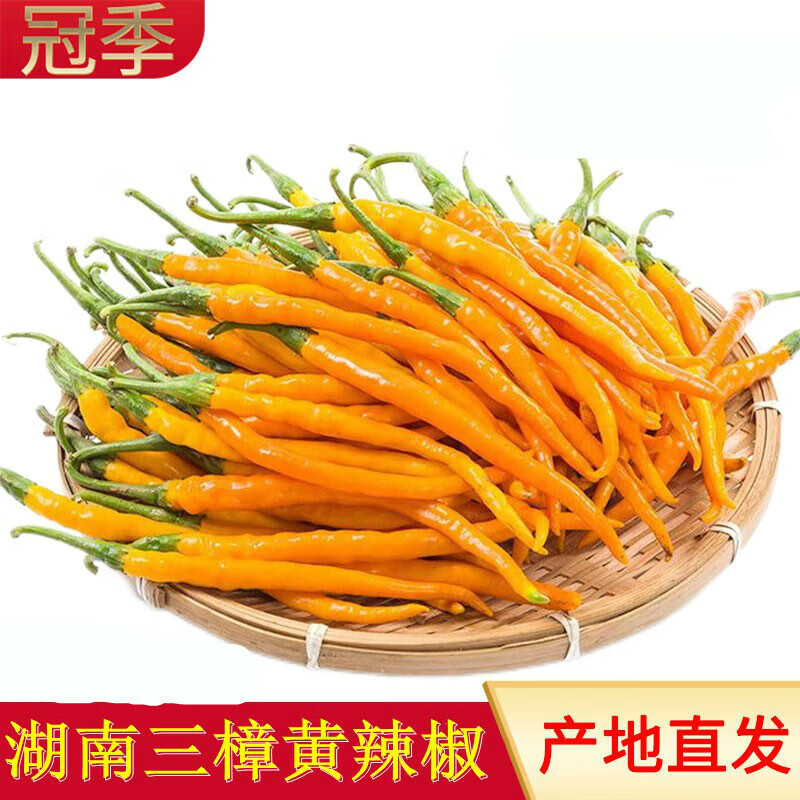 采缇【产地直发】湖南黄贡椒 湖南衡东三樟鲜辣椒黄贡椒新鲜黄辣子现