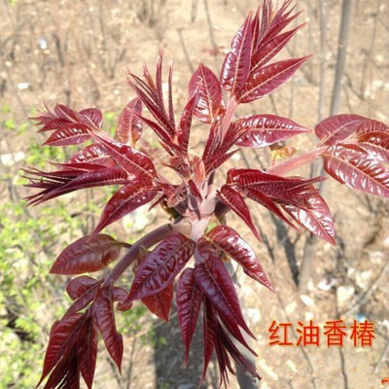 香椿苗 盆栽地栽当年结果嫁接大果 庭院阳台 南北方种植 树苗 香椿