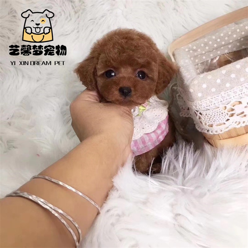 贵宾犬小狗仔活物 白色贵妇犬棕色卷毛狗茶褐色泰迪犬狗子幼 特价款