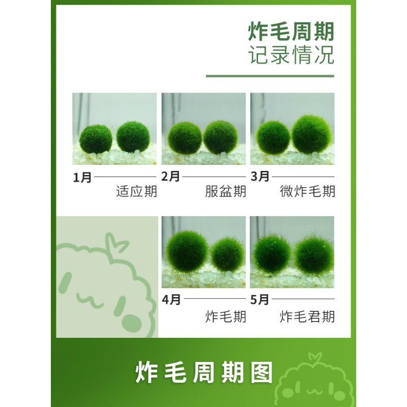 马里莫宠物海藻球微景观生态瓶办公室水培植物绿球藻营养液 活动:3月6