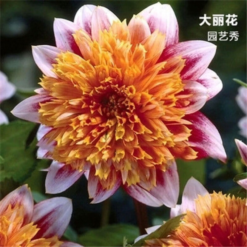 d3园艺秀 大丽花种根10球装(小球)