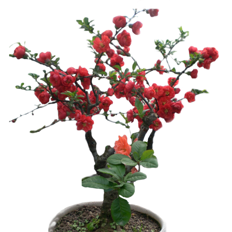 ��˿�к��Ļ����������ձ����˱���������ͥԺ��̨�����ͺ��ļ�����ֲ�� �ձ����� 3���� 5.6Ԫ