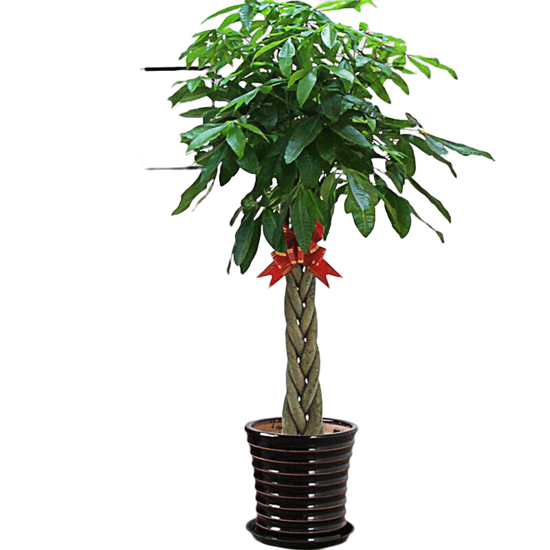 ���ڲ�����̾Ϊ��ֹ����ֲ�﷢�������ִ�����Կ�ҵ��Ǩ�����칫���ں������ͻ��� ���ӷ�������1.2-1.4�ס� ���� 99.8Ԫ