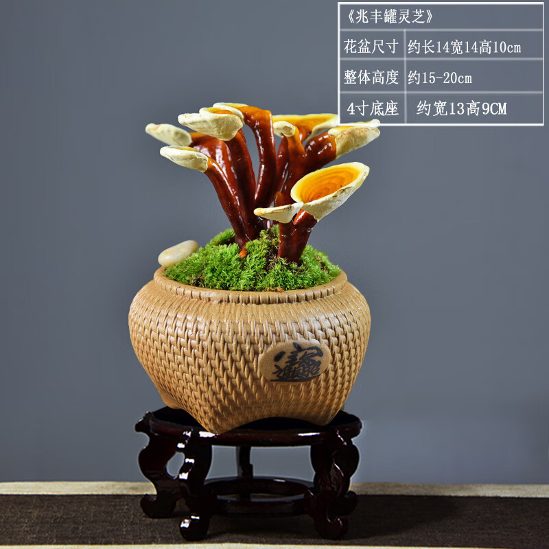 灵芝盆景活体盆栽室内办公桌面观赏美观赤灵芝摆件开业送礼植物 兆丰