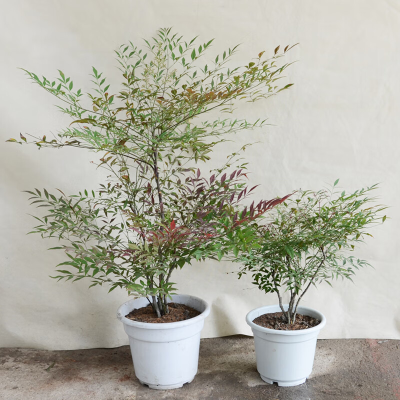 春沭南天竹盆栽 南天竹樹(shù)苗庭院植物綠化苗木觀(guān)葉盆栽竹子苗紅天竹苗 80cm高（盆景苗） 不含盆