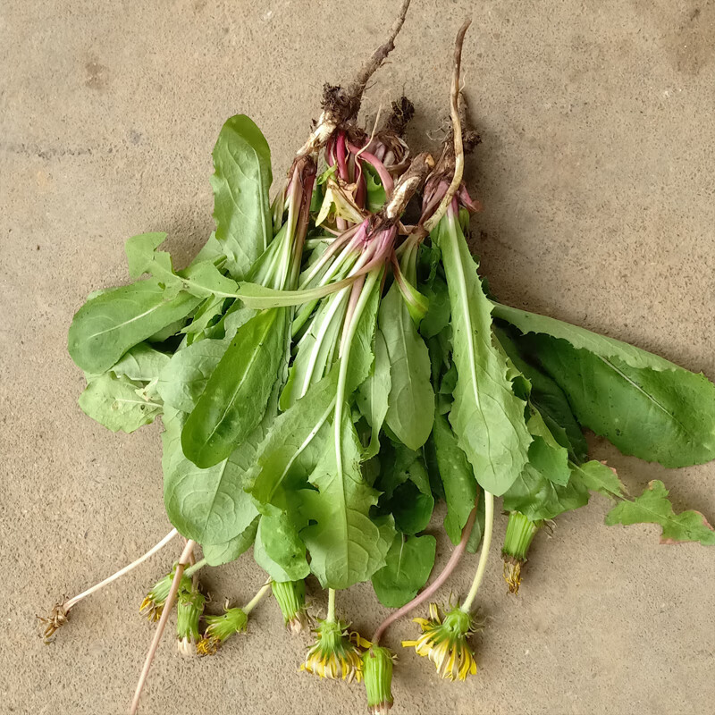 野生新鲜蒲公英婆婆丁蘸酱菜苦菜苦麻子现挖野菜现发黄花地丁250g