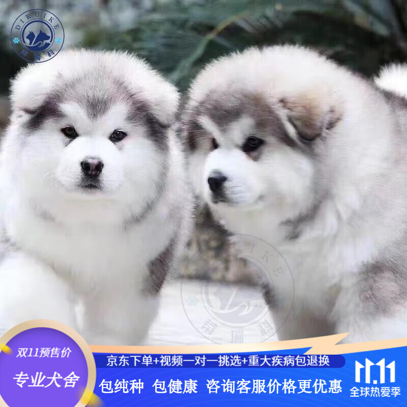 蒂瑞科阿拉斯加犬是否适合家有小孩的家庭？插图