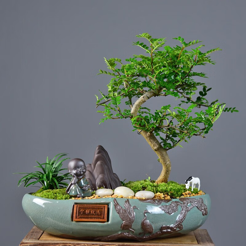 常绿盆栽观赏植物新品种-胡椒木