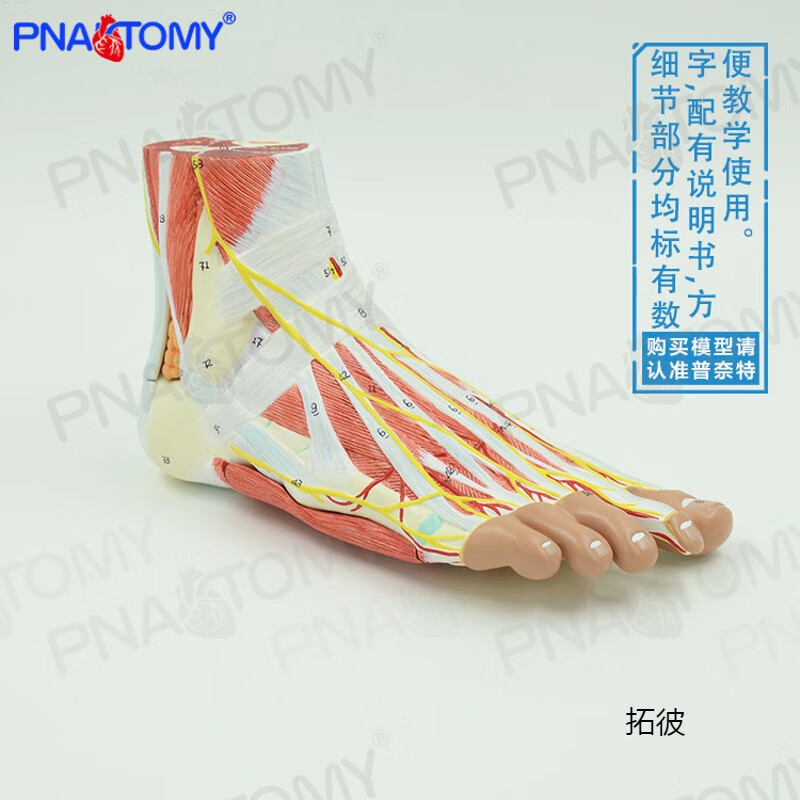 人体脚足部肌肉层次结构解剖模型脚关节神经血管韧带医学手足外科 学