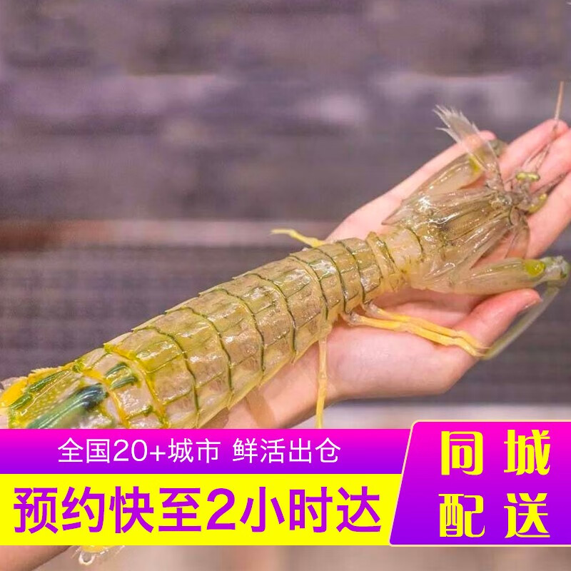 乐食港 【活鲜】 泰国富贵虾鲜活濑尿虾进口活虾 大皮皮虾海鲜水产虾