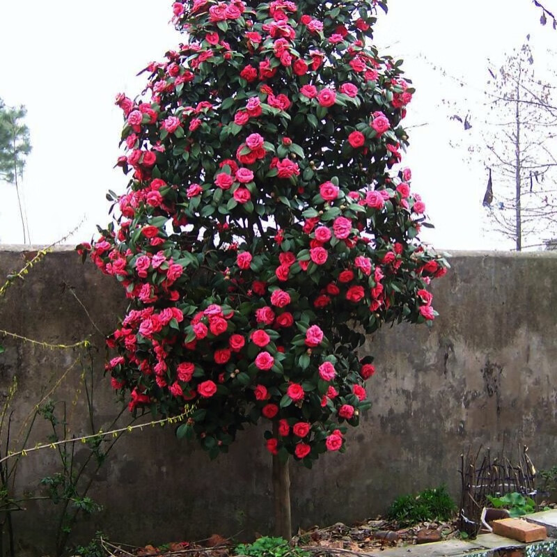 大型茶花树