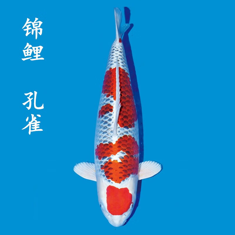 锦鲤活体日本纯种昭和白写观赏鱼红白丹顶大正三色白金乌金黄金锦鲤鱼