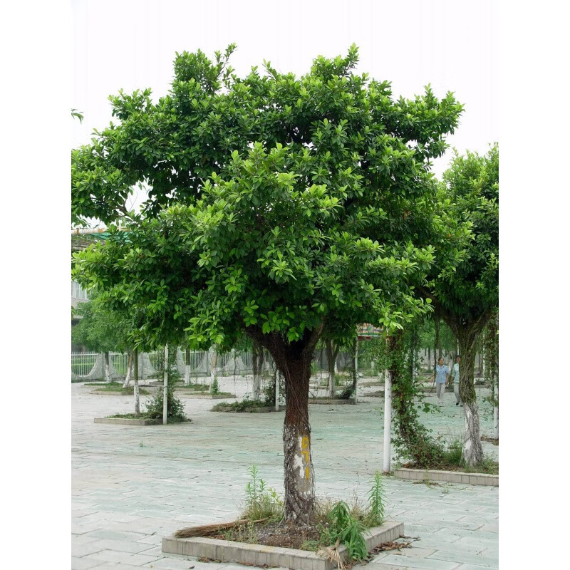 正宗小叶榕苗 小叶榕树苗 细叶榕 榕树苗 神树苗 绿化树苗 高20厘米
