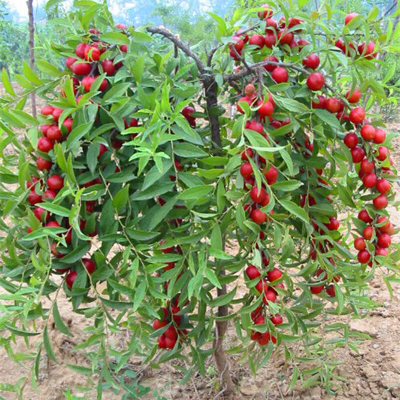 果树苗室内阳台 钙果苗 耐寒耐旱 钙果树苗 南方北方种植 7年苗