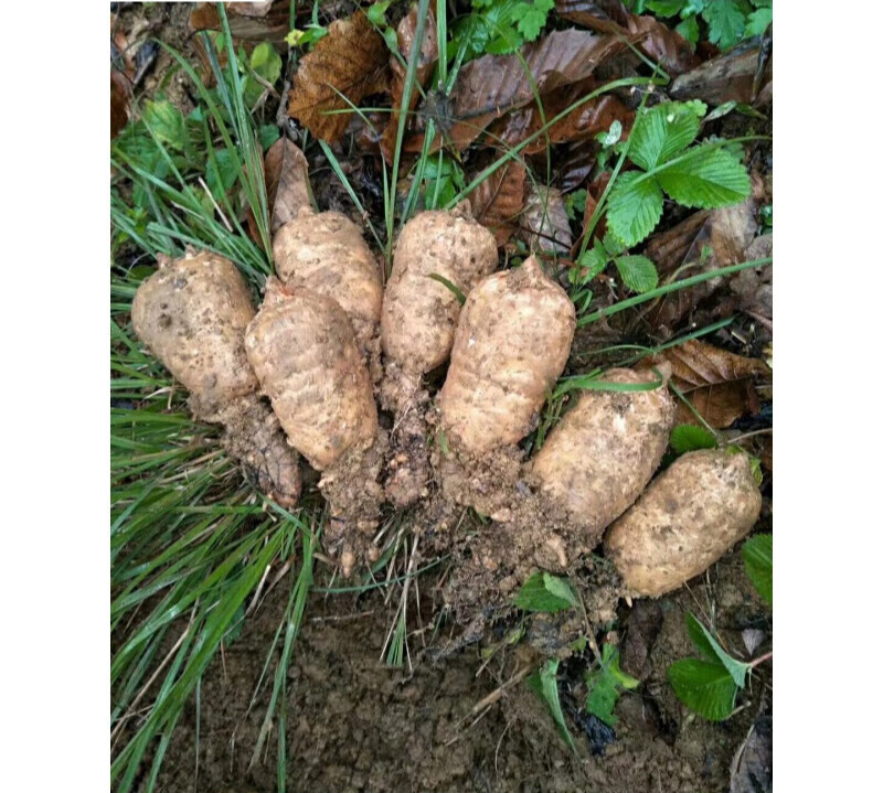 新鲜乌天麻 云南昭通小草坝新鲜天麻500克10个 云南昭通乌天麻