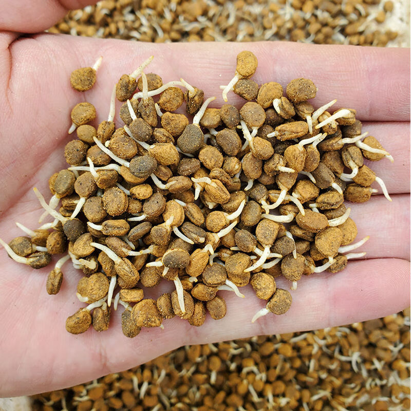 溢睬莲发芽人参种子长白山带土人参苗种植正宗盆栽中药材野山参种苗
