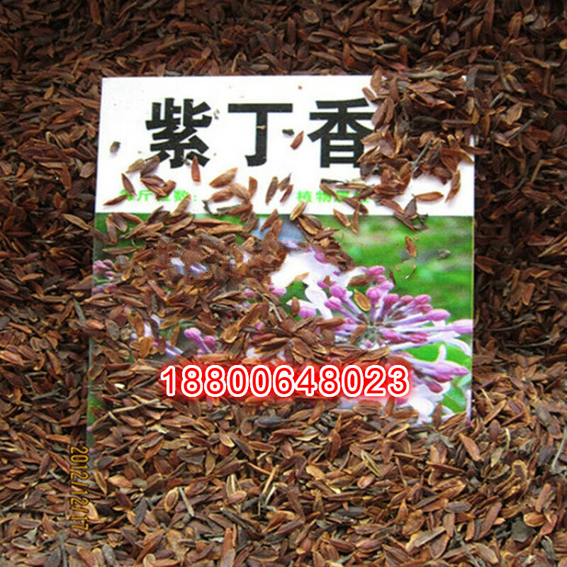 丁香种子白丁香花丁香树苗紫丁香中药材大叶暴马丁香花 紫丁香1斤