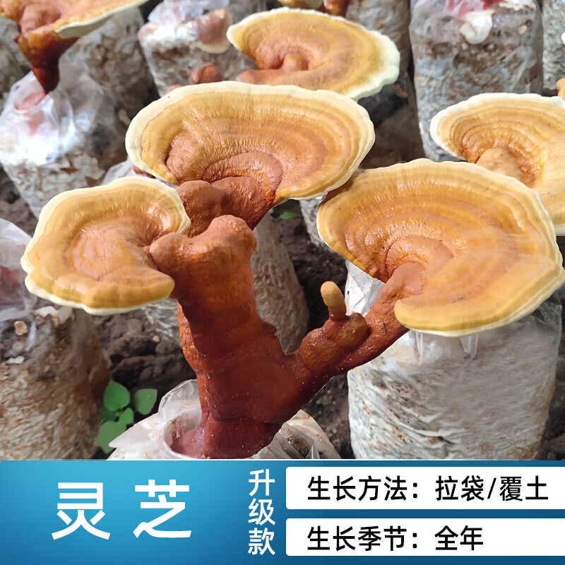 菌包家种菌菇香菇食用黑平菇袋装家庭新鲜菌棒盆栽 灵芝(大袋装)买3 1