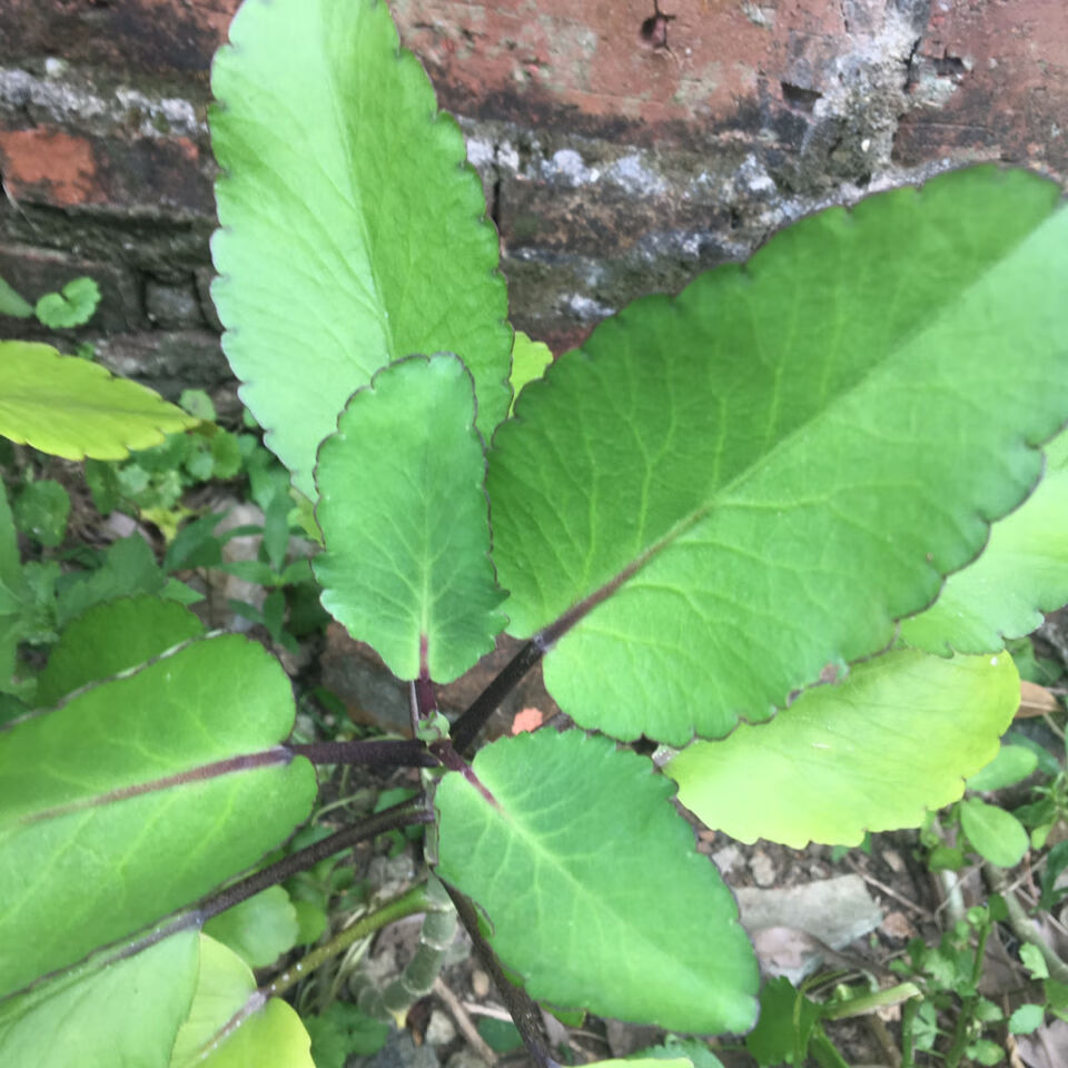 伟博新鲜草药落地生根不死鸟 天灯笼 倒吊莲500g 500g