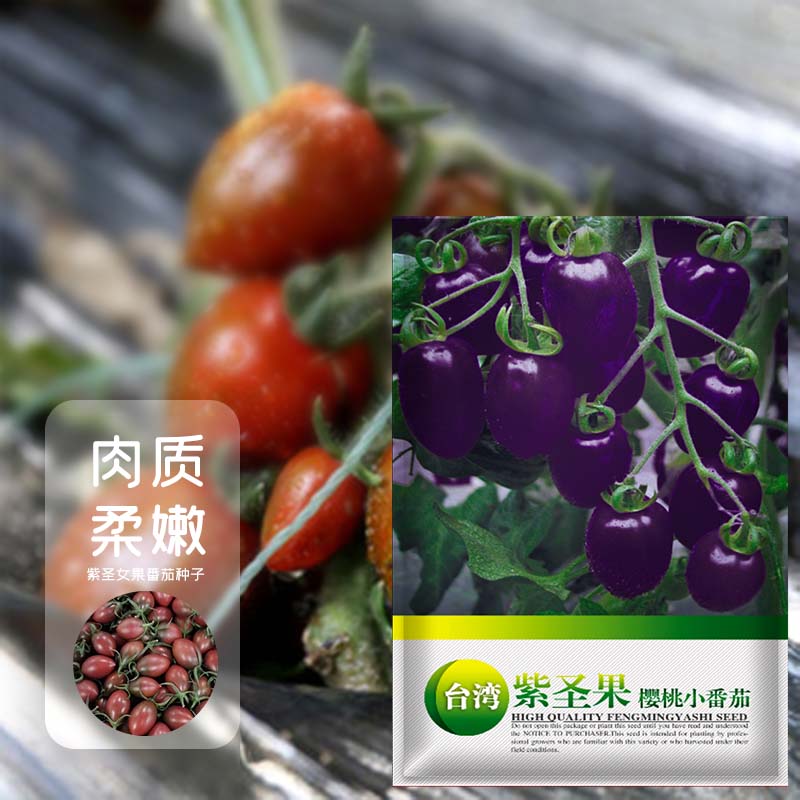 凤鸣雅世紫色圣女果种子彩色小番茄阳台盆栽紫圣果樱桃小番茄种子100