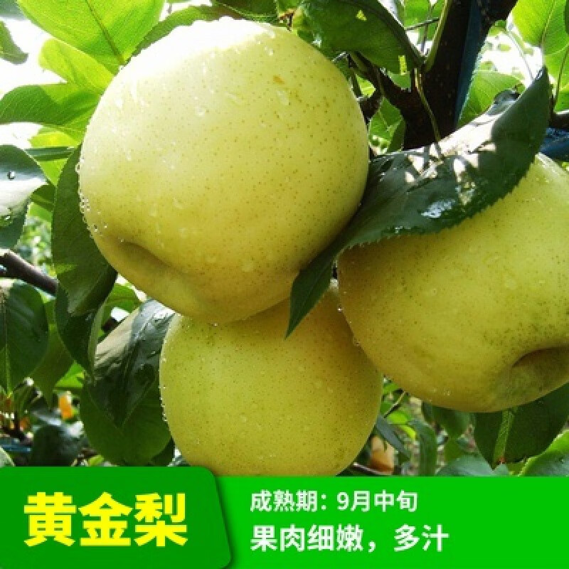 綠達(dá)梨樹(shù)苗早酥紅梨樹(shù)紅啤梨南方北方種植庭院盆栽地栽水果櫻桃梨樹(shù)苗 黃金梨【當(dāng)年結(jié)果】 81cm(含)-110cm(含)