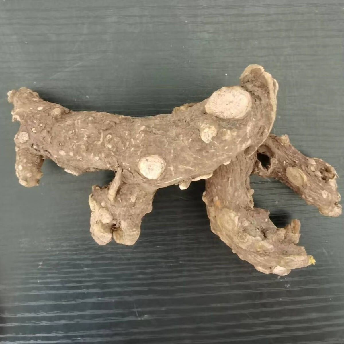 阳鞭参不老草硬的快云南泡茶泡酒料起阳草沁溪 500克