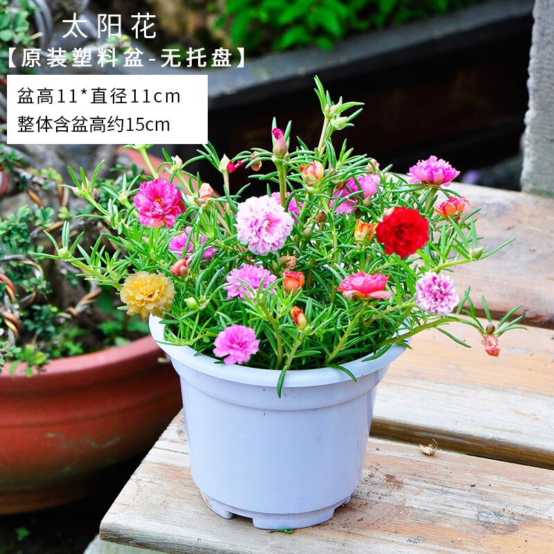 阳台四季开花好养植物鲜花苞 【基地原盆】重瓣混色太阳花20枝以上 带