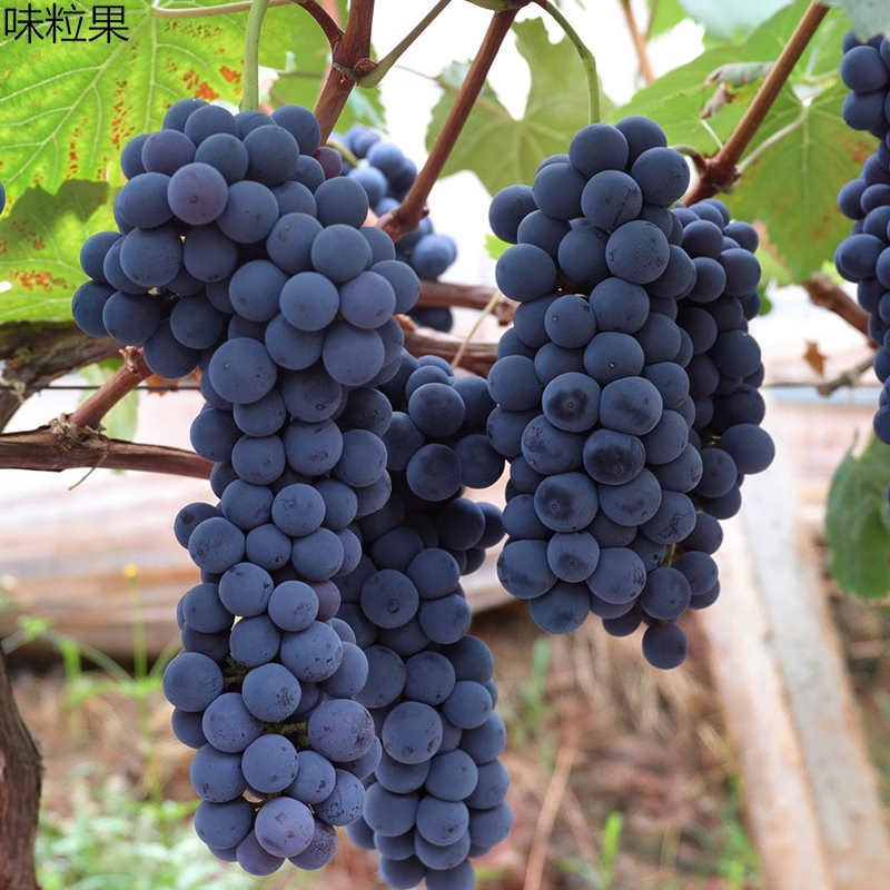维里特早熟葡萄新品种早甜葡萄树苗巨大粒葡萄苗五月成熟 玫瑰香味 1