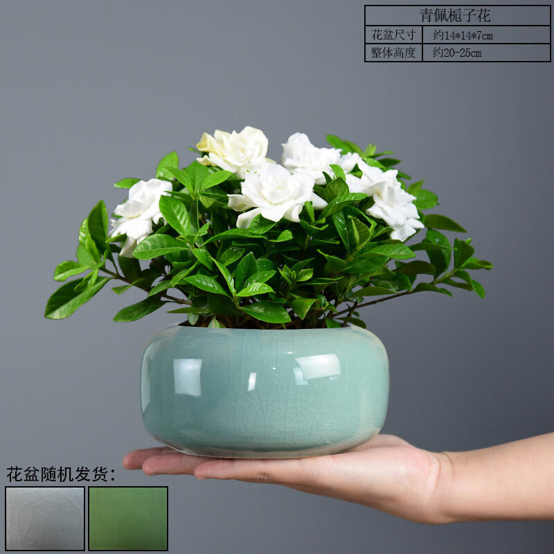 栀子花盆栽香浓型花卉绿植客厅办公室内桌面盆景开花植物四季好养