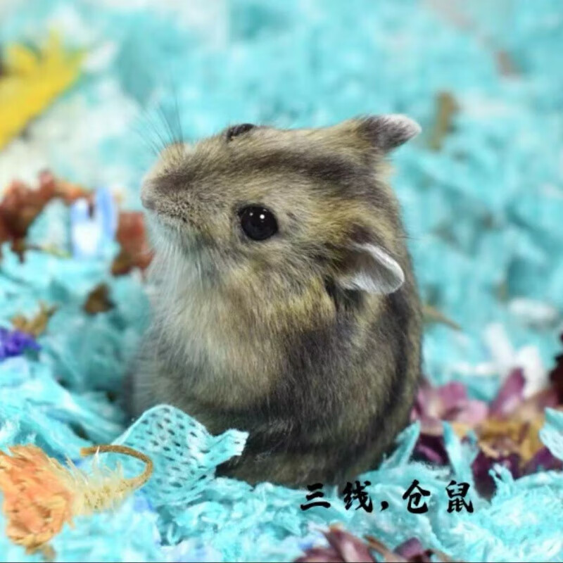 仓鼠活物三线紫仓银狐金丝熊眼圈熊宠物一只仓鼠宝宝幼宠一对情侣