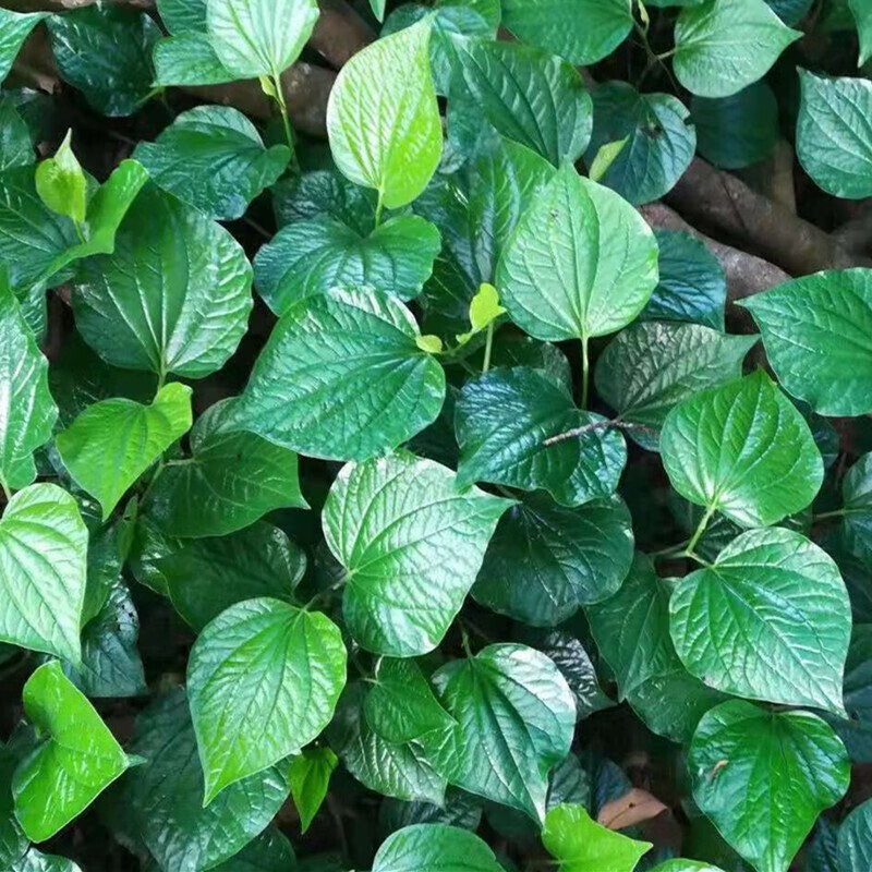 真果沁 新鲜蛤蒌叶假蒌叶炒田螺哈喽叶饺子馅篓叶 500g