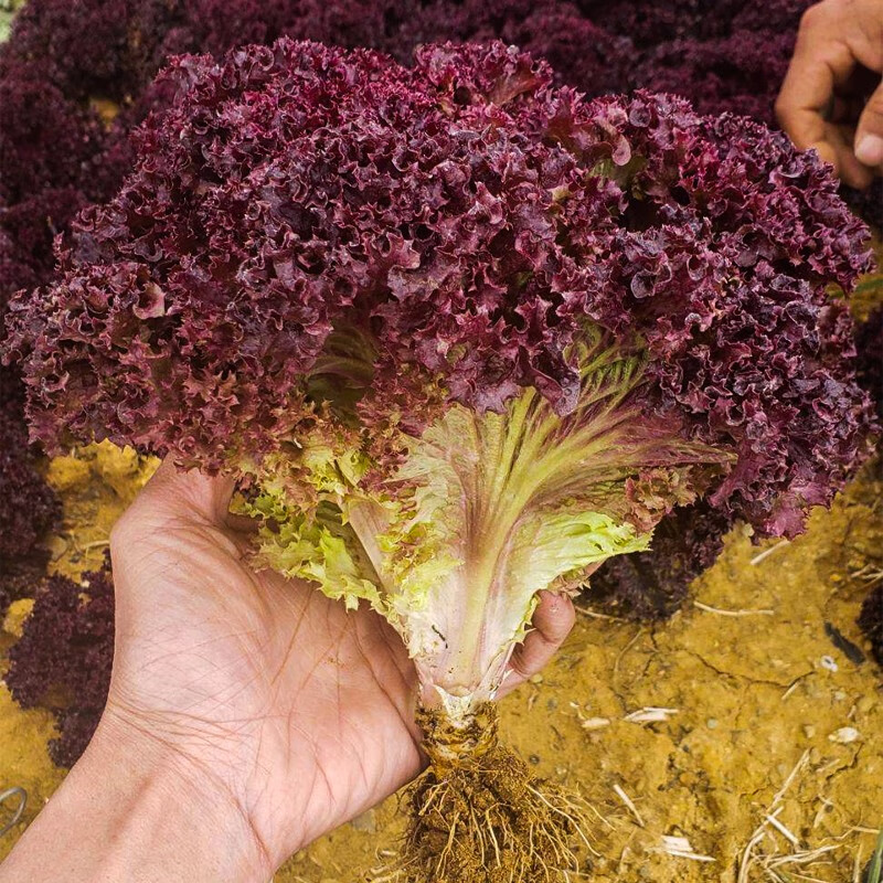 苏购意大利生菜种子奶油生菜水培四季农家结球生菜籽种蔬菜种子 紫叶