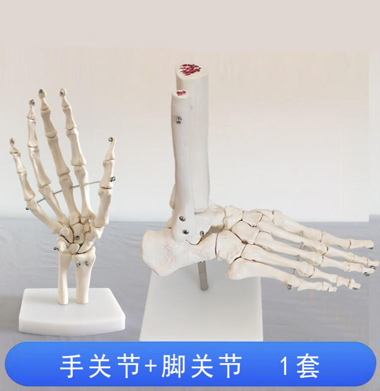 关节肘/髋/手脚加固骨骼模型医用韧带颈椎腰椎塑胶 手关节 脚关节模型