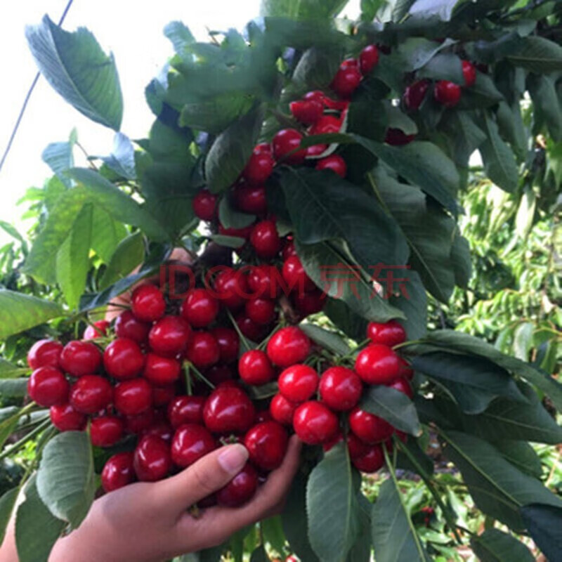 嫁接 樱桃树苗 樱桃苗 盆栽地栽当年结果嫁接大果耐寒 南北方种植