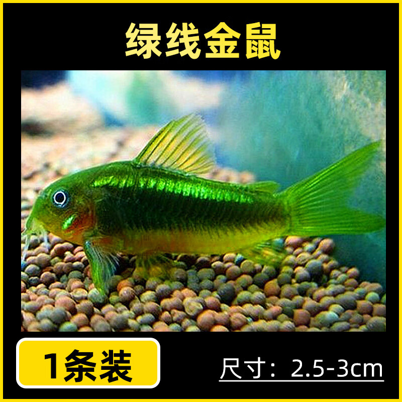 金线金鼠鱼 金线型鼠鱼 热带鱼 除藻工具鱼淡水鱼观赏鱼水财神 绿线野金鼠2.5-3cm1条装