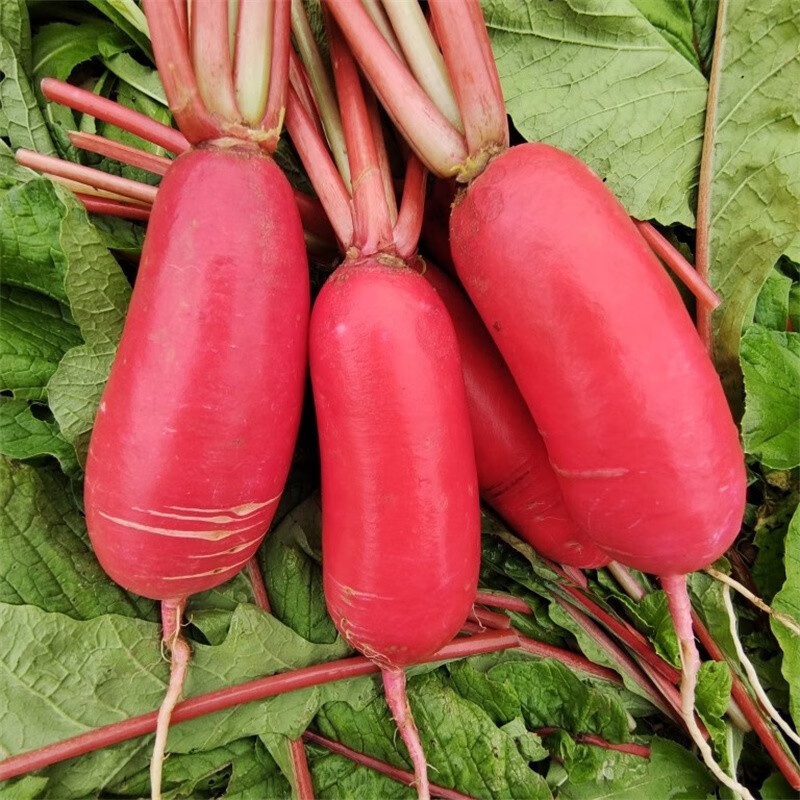 现挖红皮水萝卜白肉新鲜蔬菜泡菜原料当季蔬菜应季红萝卜 5斤