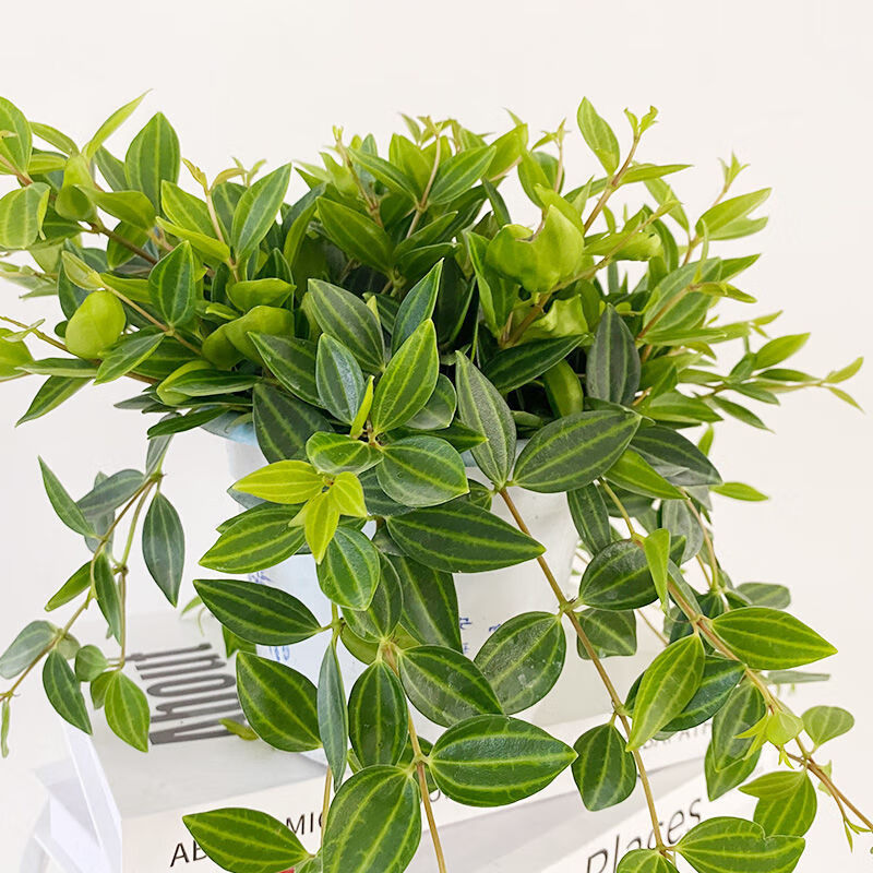 其他品牌钻石翡翠吊兰盆栽垂吊室内办公室绿植好养四季常青植物净化