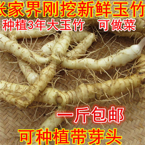 现挖湘玉竹煲汤料玉竹种苗尾参 玉竹配麦冬 5斤 500克一斤新鲜玉竹
